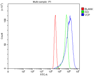 VCP Rabbit Polyclonal Antibody