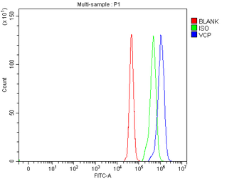 VCP Rabbit Polyclonal Antibody