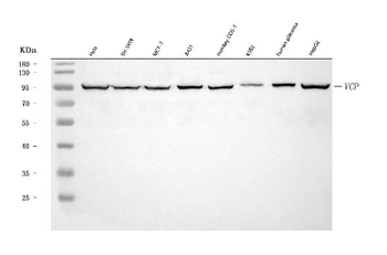 VCP Rabbit Polyclonal Antibody