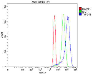 TYK2 Rabbit Polyclonal Antibody