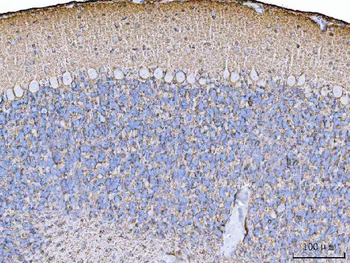 EAAT1/SLC1A3 Rabbit Polyclonal Antibody
