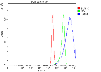 Pannexin 1/PANX1 Rabbit Polyclonal Antibody