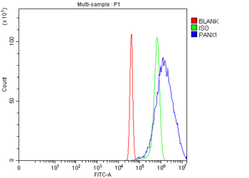Pannexin 1/PANX1 Rabbit Polyclonal Antibody