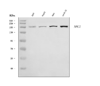 Niemann Pick C1/NPC1 Rabbit Polyclonal Antibody