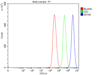 heavy chain Myosin/MYH3 Rabbit Polyclonal Antibody
