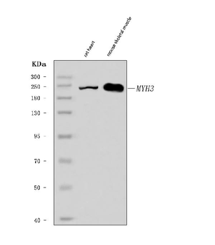 heavy chain Myosin/MYH3 Rabbit Polyclonal Antibody