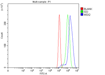 Hox8/MSX2 Rabbit Polyclonal Antibody