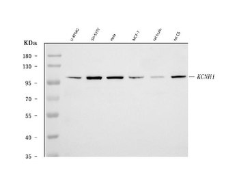 KCNH1 Rabbit Polyclonal Antibody