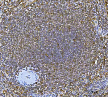 IRF7 Rabbit Polyclonal Antibody