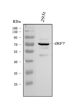 IRF7 Rabbit Polyclonal Antibody