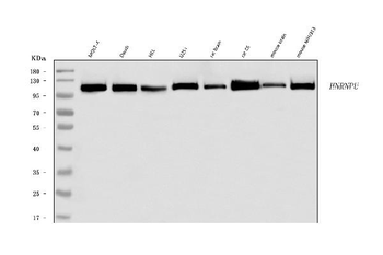 hnRNP U/p120/HNRNPU Rabbit Polyclonal Antibody