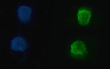 hnRNP U/p120/HNRNPU Rabbit Polyclonal Antibody