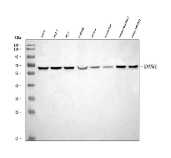 hnRNP L/HNRNPL Rabbit Polyclonal Antibody