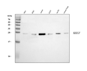 DTR/HBEGF Rabbit Polyclonal Antibody