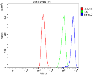 P97/DAP5/EIF4G2 Rabbit Polyclonal Antibody