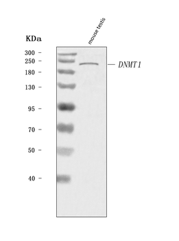 Dnmt1 Rabbit Polyclonal Antibody