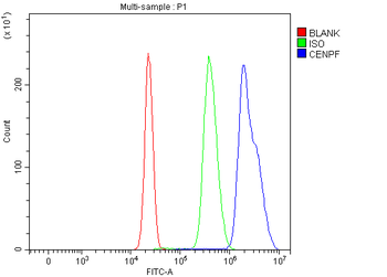 CENPF Rabbit Polyclonal Antibody