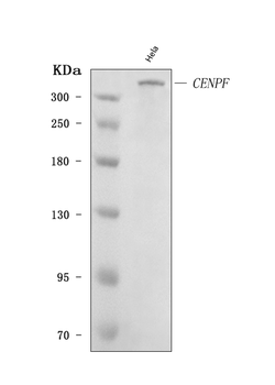 CENPF Rabbit Polyclonal Antibody