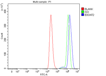B3GNT2 Rabbit Polyclonal Antibody