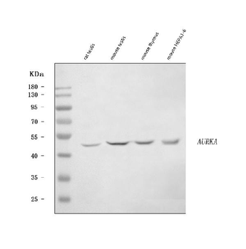 Aurora A/Aurka Rabbit Polyclonal Antibody