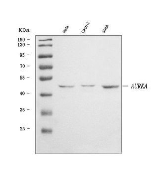 Aurora A/AURKA Rabbit Polyclonal Antibody