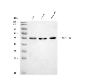 ARL13B Rabbit Polyclonal Antibody