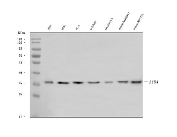 AIDA Rabbit Polyclonal Antibody