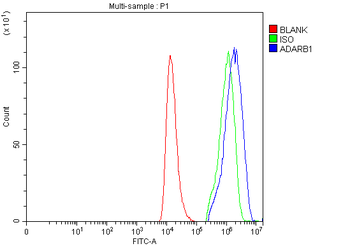 RED1/ADARB1 Rabbit Polyclonal Antibody