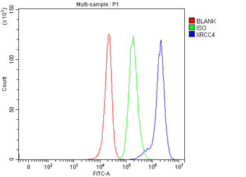 XRCC4 Rabbit Polyclonal Antibody