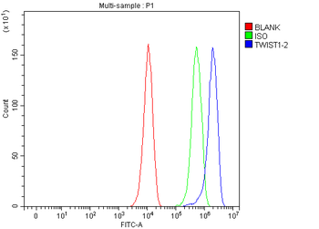 TWIST1/2 Rabbit Polyclonal Antibody