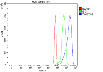 TWIST1/2 Rabbit Polyclonal Antibody