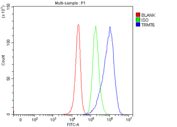 TRMT6 Rabbit Polyclonal Antibody