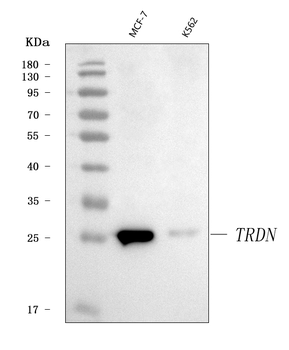 Triadin/TRDN Rabbit Polyclonal Antibody