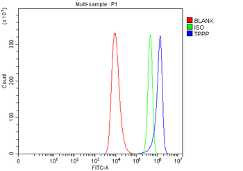 TPPP Rabbit Polyclonal Antibody