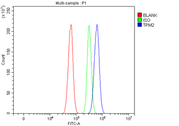 Tropomyosin 2/TPM2 Rabbit Polyclonal Antibody