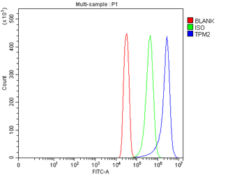 Tropomyosin 2/TPM2 Rabbit Polyclonal Antibody