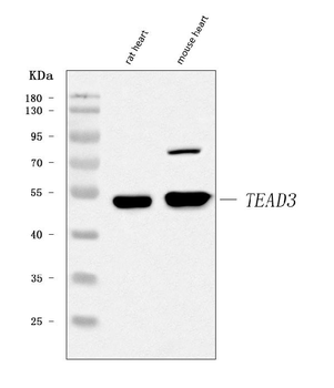 TEAD3 Rabbit Polyclonal Antibody