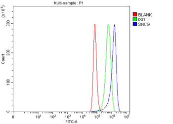 gamma Synuclein/SNCG Rabbit Polyclonal Antibody
