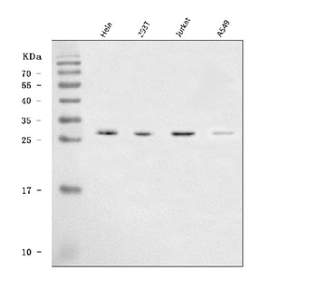 SAP30 Rabbit Polyclonal Antibody
