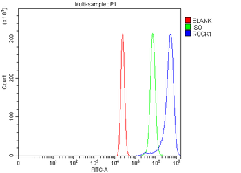 ROCK1 Rabbit Polyclonal Antibody