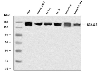ROCK1 Rabbit Polyclonal Antibody