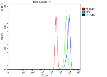 Kindlin 2/FERMT2 Rabbit Polyclonal Antibody