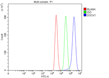 DOCK180/DOCK1 Rabbit Polyclonal Antibody
