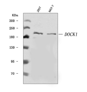 DOCK180/DOCK1 Rabbit Polyclonal Antibody