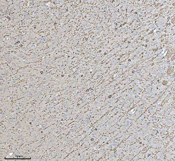 CNPase/CNP Rabbit Polyclonal Antibody