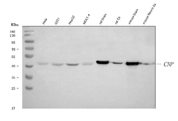 CNPase/CNP Rabbit Polyclonal Antibody