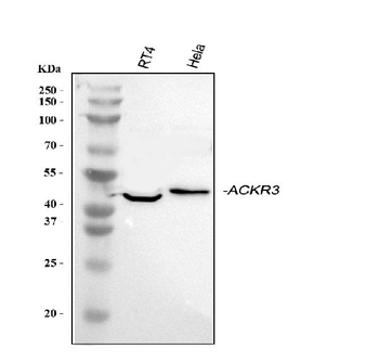 GPCR RDC1/CXCR-7/ACKR3/CXCR Rabbit Polyclonal Antibody