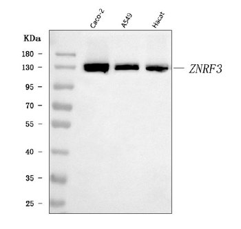 ZNRF3 Rabbit Polyclonal Antibody