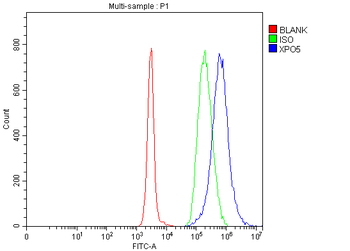 Exportin-5/XPO5 Rabbit Polyclonal Antibody