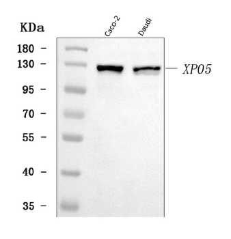 Exportin-5/XPO5 Rabbit Polyclonal Antibody